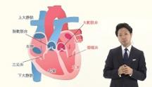 Dr.水野のうたう♪心音レクチャー | 第1回　心臓の解剖生理と心音の関係
