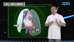 研修医のための内科ベーシック3 呼吸器内科 | 第4回　胸部X線写真と実際の臓器の位置関係