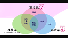Dr.伊東のストーリーで語る漢方薬 | 第3回　麻黄湯：麻黄と杏仁の鎮咳去痰作用