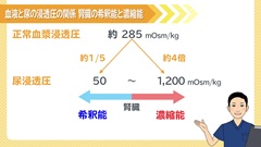 Dr.田中和豊の血液検査指南　臓器不全編 | 第10回　腎不全1　腎機能