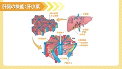 Dr.田中和豊の血液検査指南　臓器不全編 | 第15回　肝不全1　肝機能